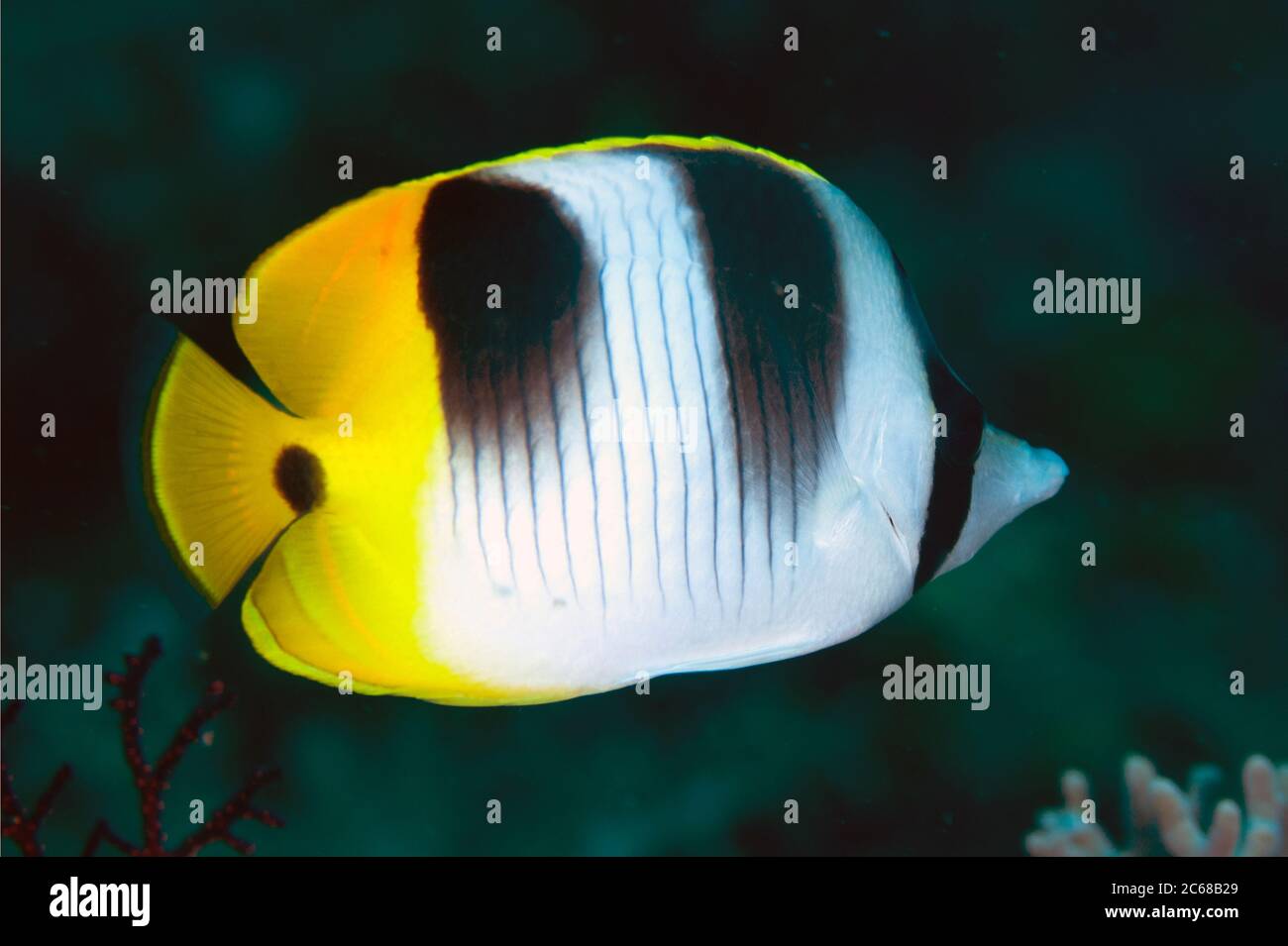 Pacific Double-Saddle Butterflyfish, Chaetodon ulietensis, sitio de buceo Palau Auri, Isla Roon, Bahía Cenderawasih, Papúa Occidental, Indonesia Foto de stock