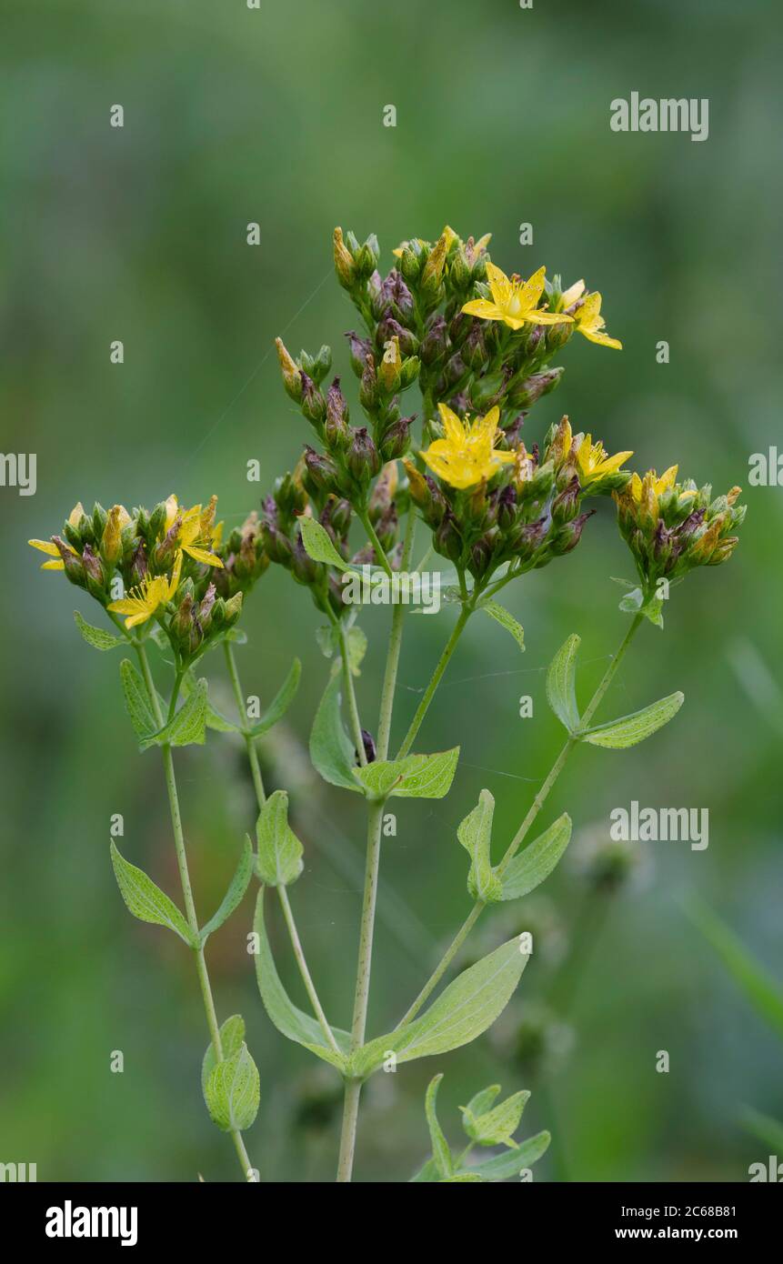Spotted San Juan-hierba, Hypericum punctatum Foto de stock