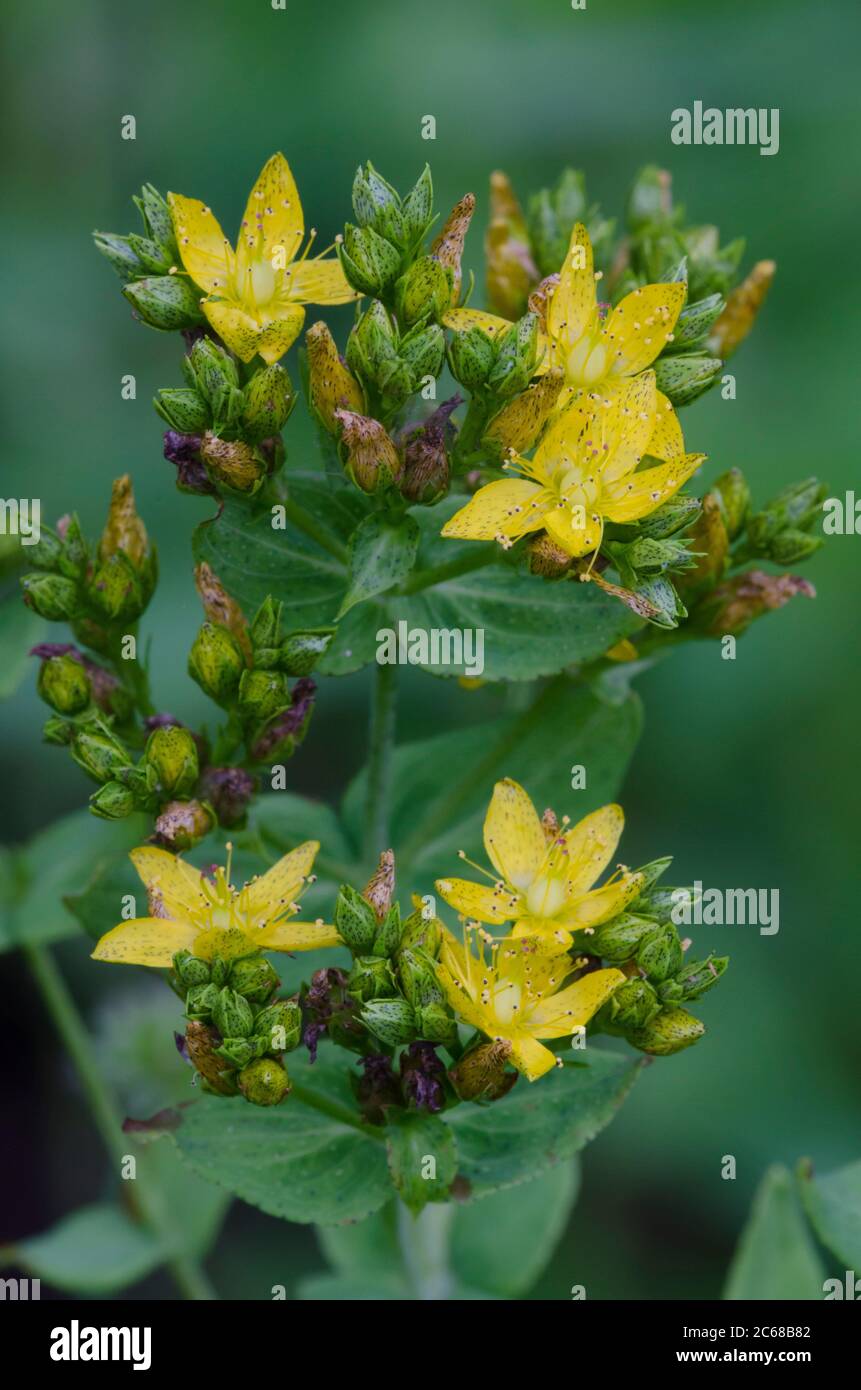 Spotted San Juan-hierba, Hypericum punctatum Foto de stock