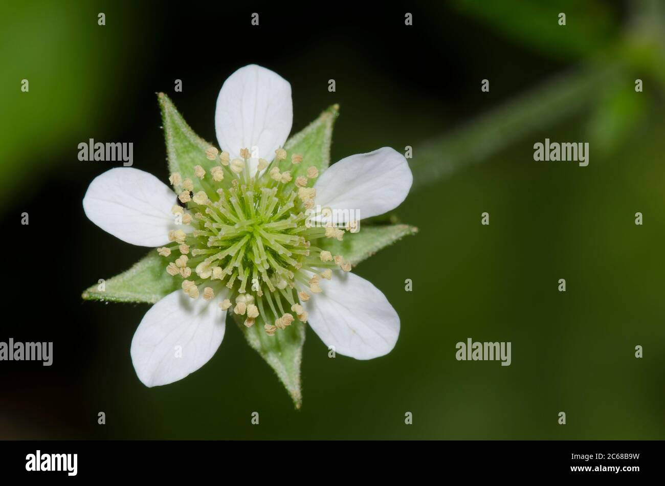 White Avens, Geum canadense Foto de stock
