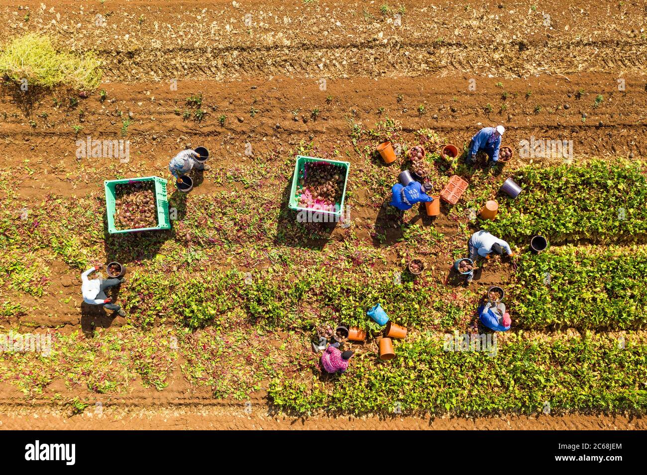 Trabajadores agrícolas recogiendo manualmente Beetroot maduro en un campo grande, imagen aérea. Foto de stock