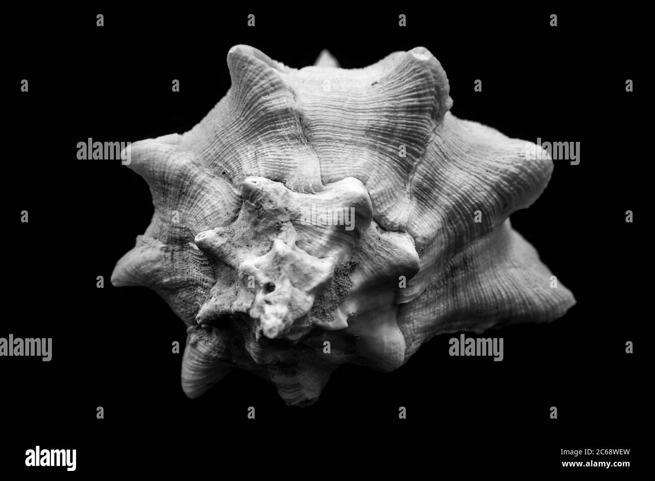 La concha de la Corona del Rey es un tipo de concha. Una hermosa foto de la corona de ostras. Foto de stock