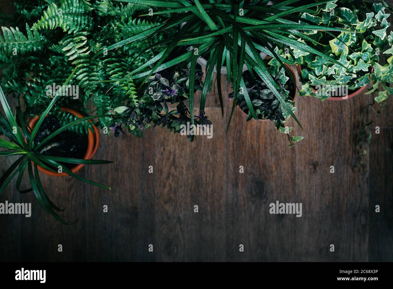 Textura de hoja verde de plantas difrent como un marco. Vista superior con espacio de copia. Foto de stock