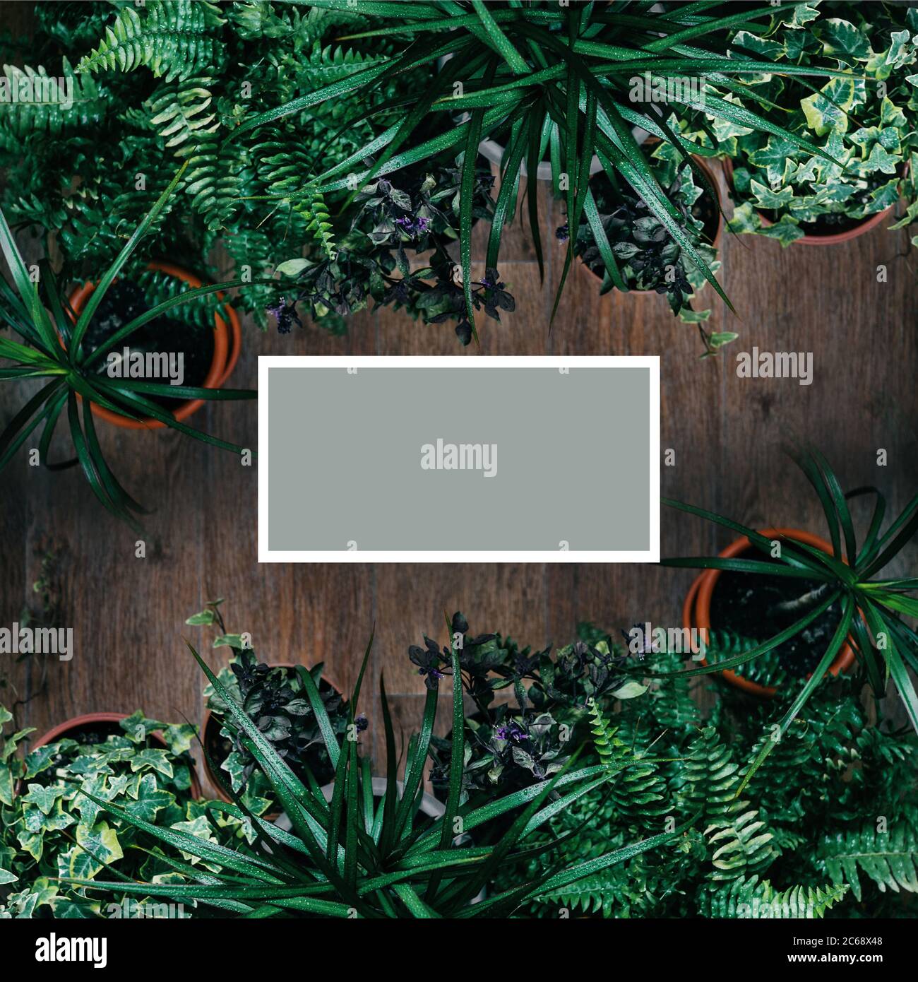 Textura de hoja verde de plantas difrent como un marco. Vista superior con espacio de copia. Foto de stock
