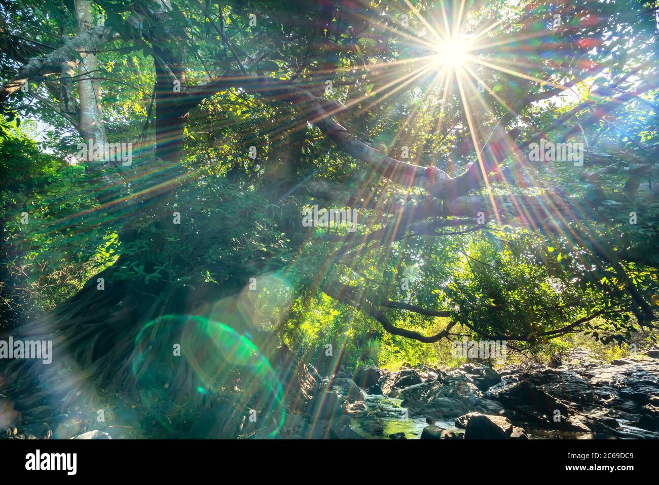 El Ficus bengalensis antiguo crece por arroyo en un bosque tropical. El árbol tiene la corona más ancha del mundo Foto de stock