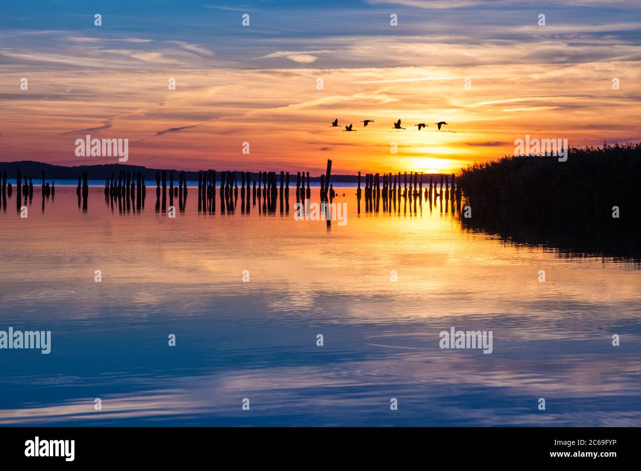 Rebaño de grúas en vuelo al atardecer sobre la laguna Jasmunder Bodden, Ruegen, Alemania Foto de stock