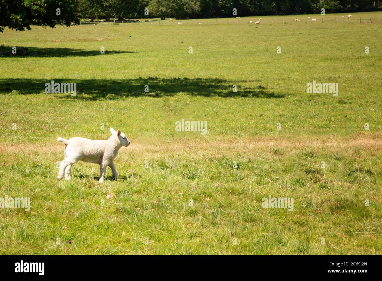 cordero soltero corriendo por un campo en inglaterra Foto de stock