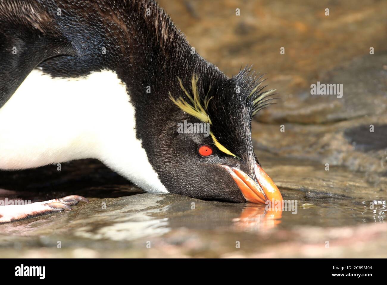 El pingüino de Rockhopper (Eudyptes chrysocome), está bebiendo agua dulce en una piscina poco profunda, Suedamerika Foto de stock