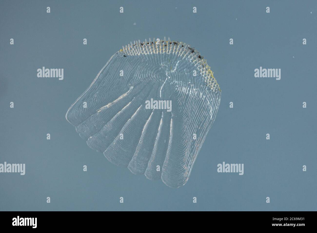 Ruffe de rayas, schraetzer, ruffe del Danubio (Gymnocephalus schraetzer, Gymnocephalus schraetser), escala, Alemania Foto de stock