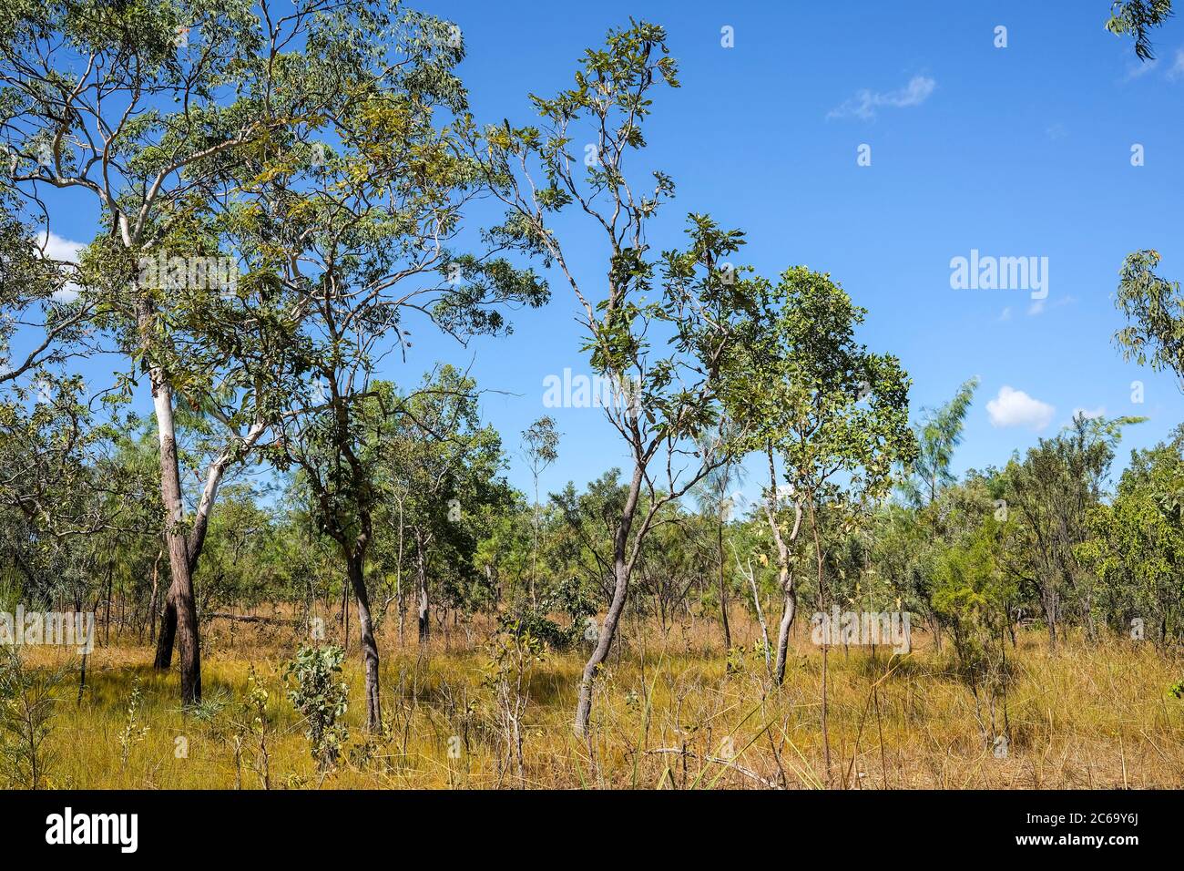 Arbusto australiano en el Parque Nacional Litchfield, Territorio del Norte, Australia. Foto de stock