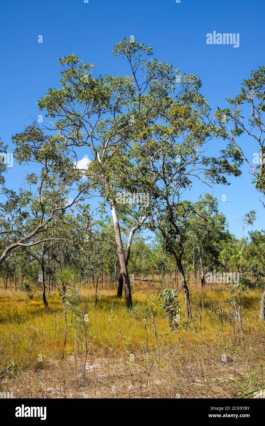 Arbusto australiano en el Parque Nacional Litchfield, Territorio del Norte, Australia. Foto de stock