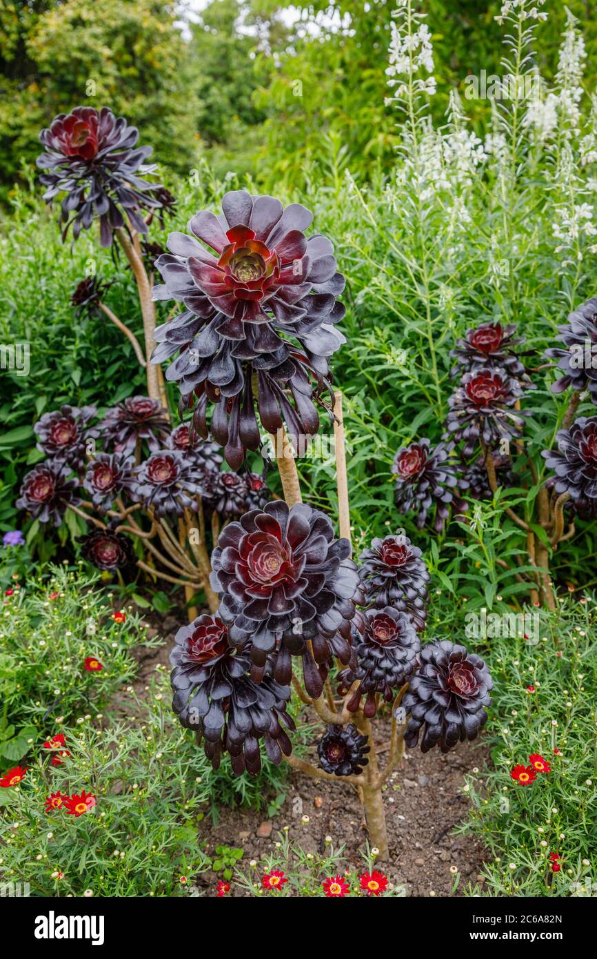 Aeonium arboreum rosa negra fotografías e imágenes de alta resolución -  Alamy