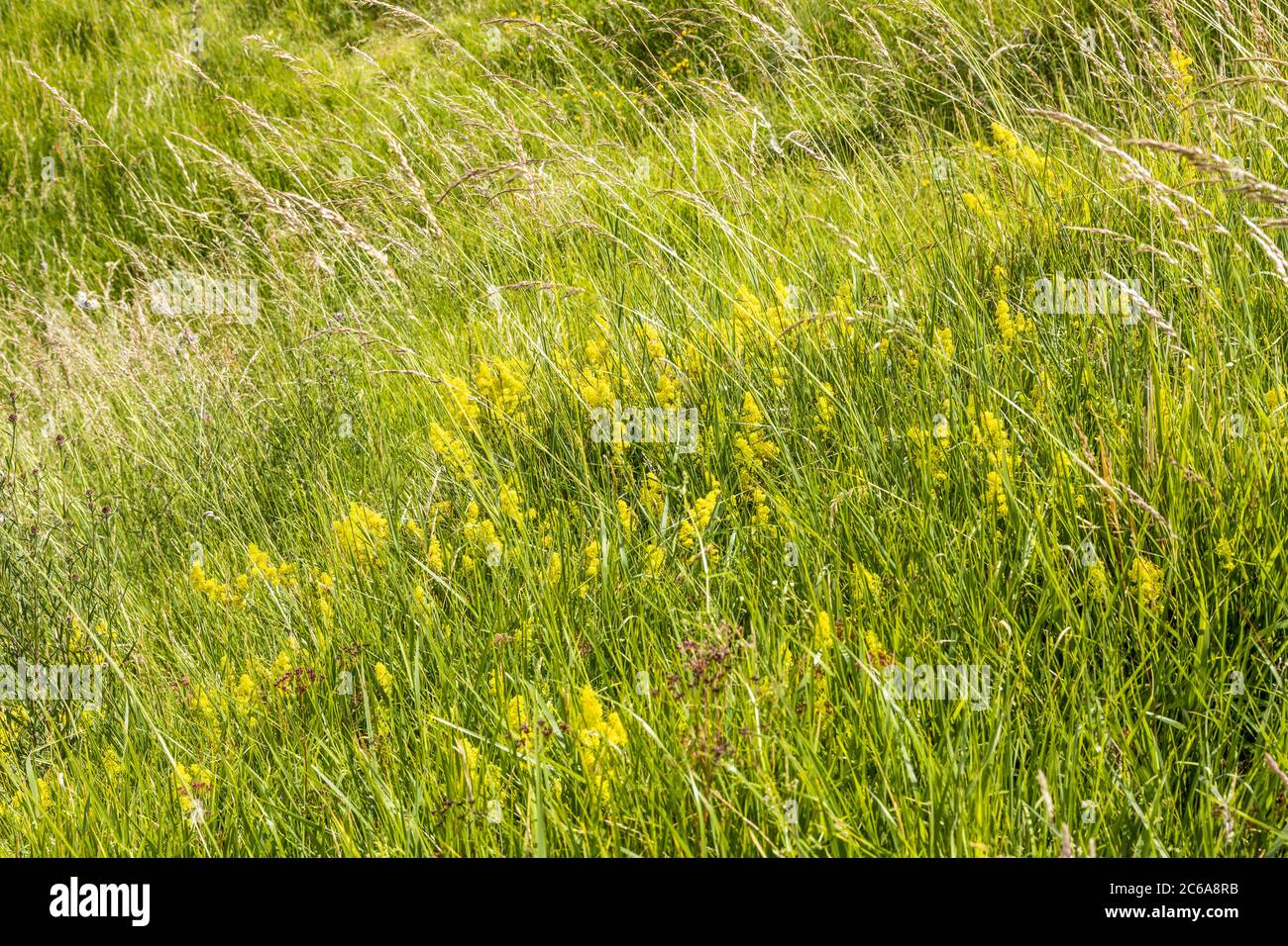 Paja de dama (Galium verum) floreciendo en hierba larga en una ladera con vistas al valle del río Windrush cerca de la aldea Cotswold de Naunton Foto de stock