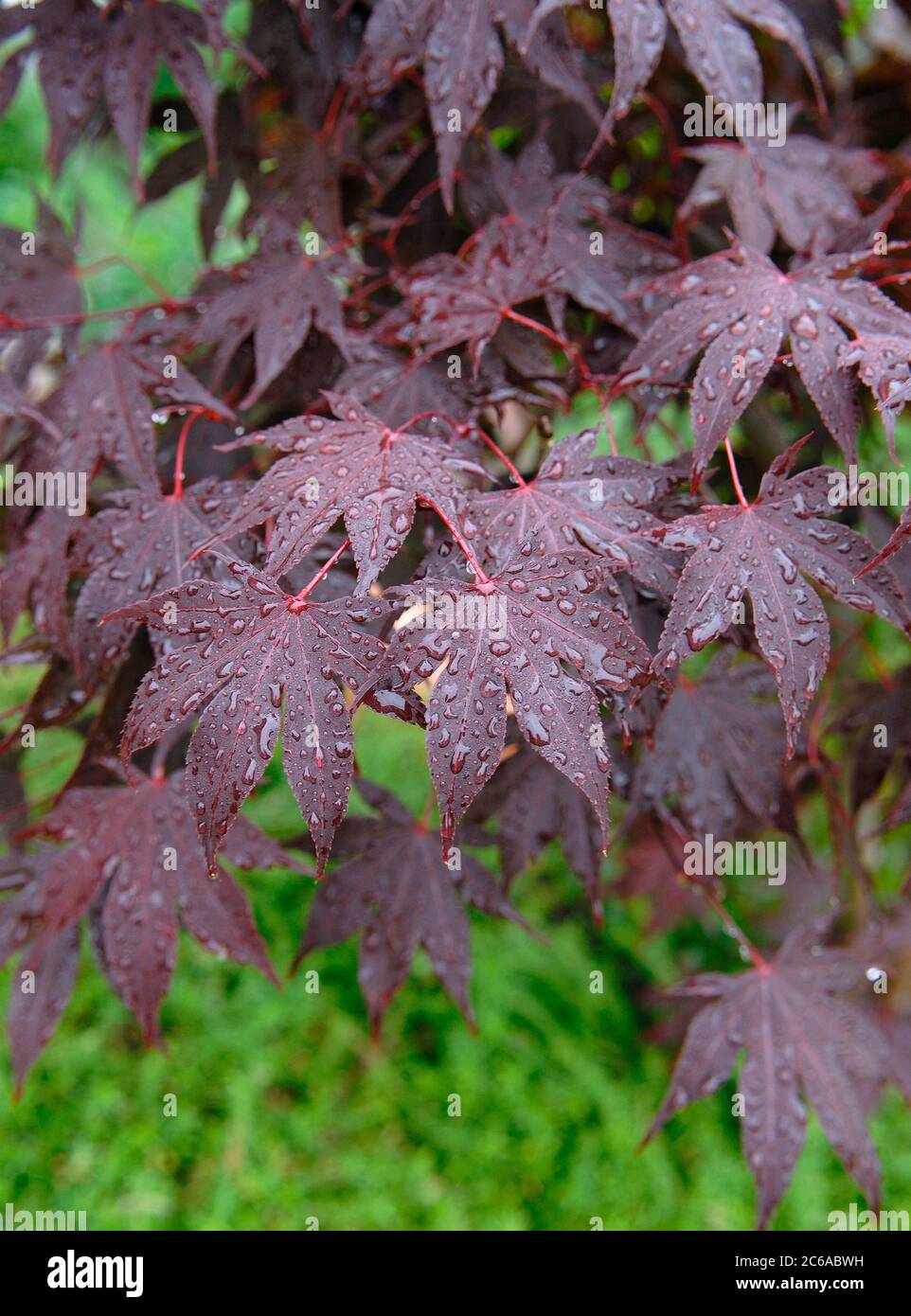 Acer palmatum Bloodgood Foto de stock