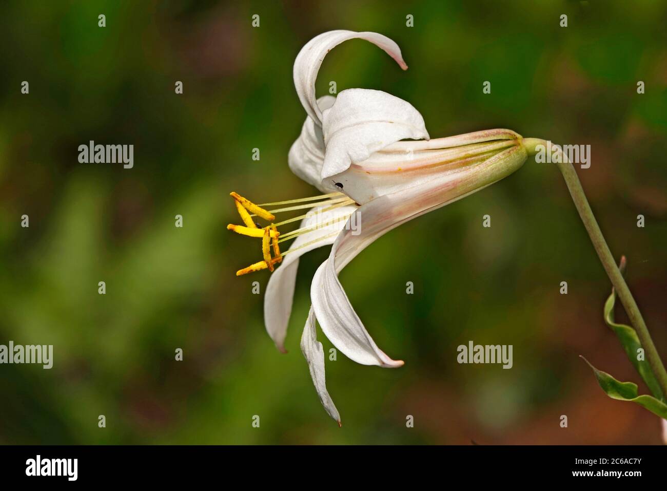 Detalle de un lirio Cascade, Lilium washingtonianum, también llamado lirio Shasta, creciendo salvaje en la cordillera Cascade en el centro de Oregón cerca de la ciudad de Sist Foto de stock