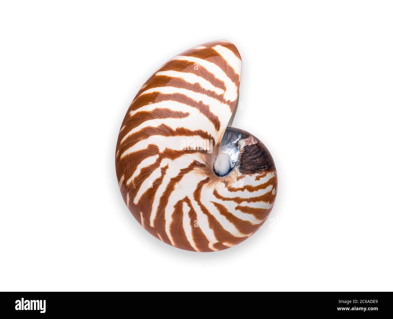 NAUTILUS SHELL o NAUTILUS CÁMARA O PEARLY NAUTILUS SHELL de alta