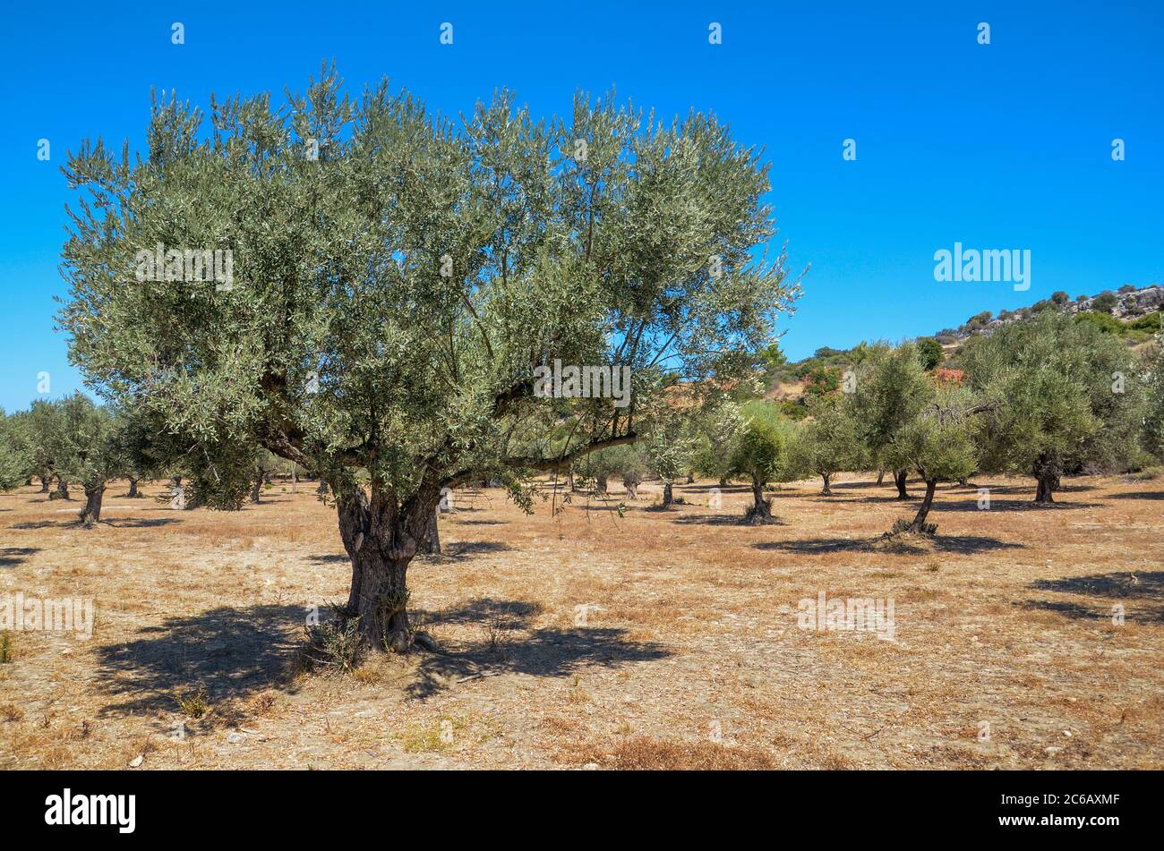 Plantación de olivos en verano caliente mediodía Foto de stock