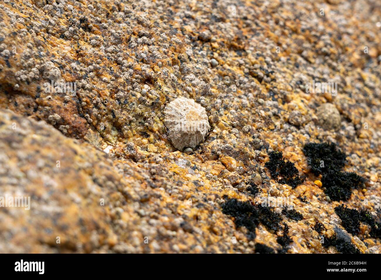 Primer plano de una mascota (patella vulgata) en una superficie rocosa cerca del mar Foto de stock