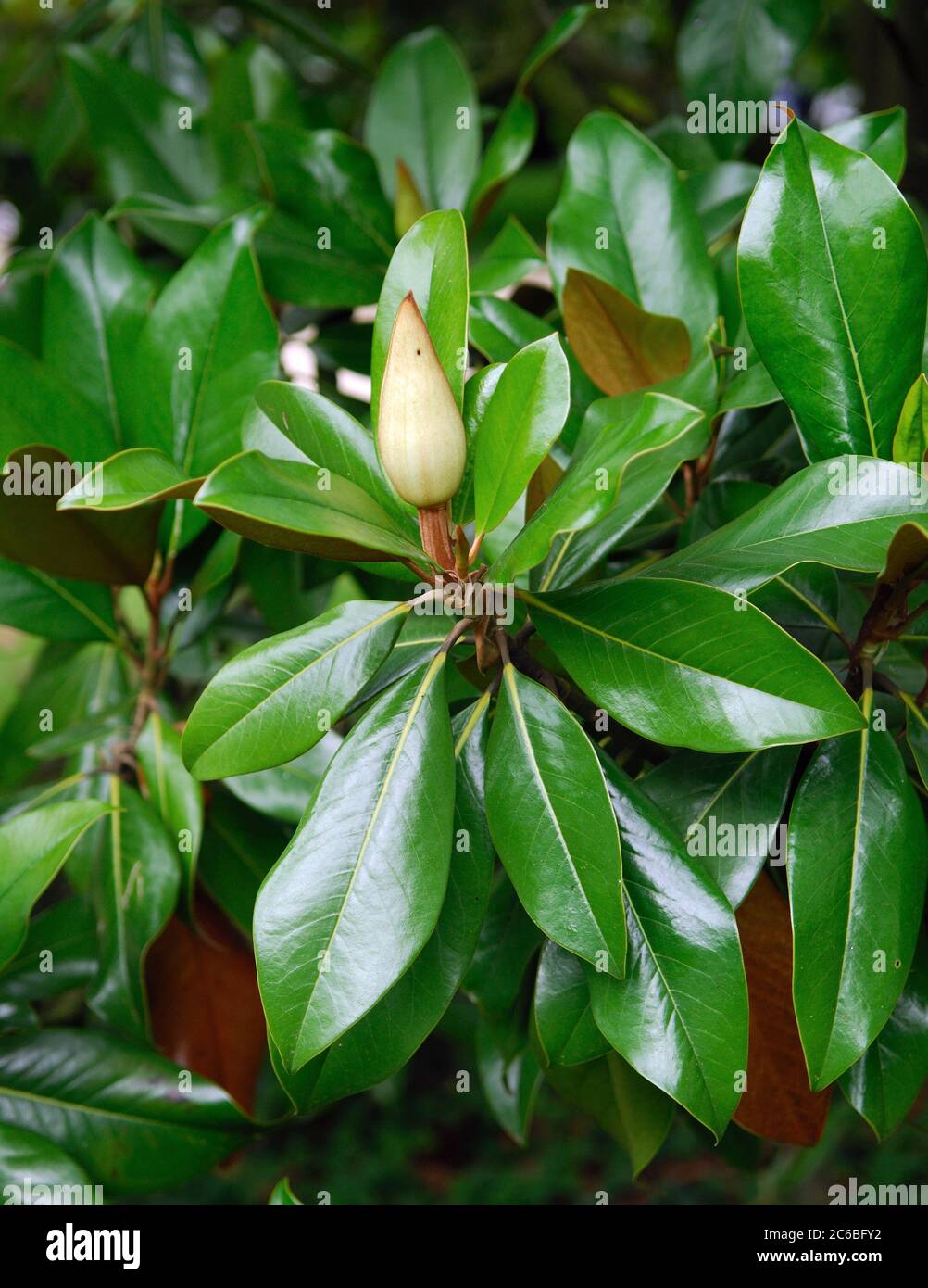 Magnolia grandiflora Foto de stock