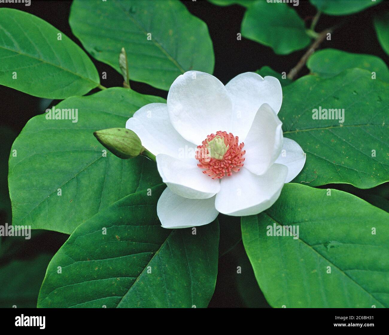 Magnolia sieboldii Foto de stock