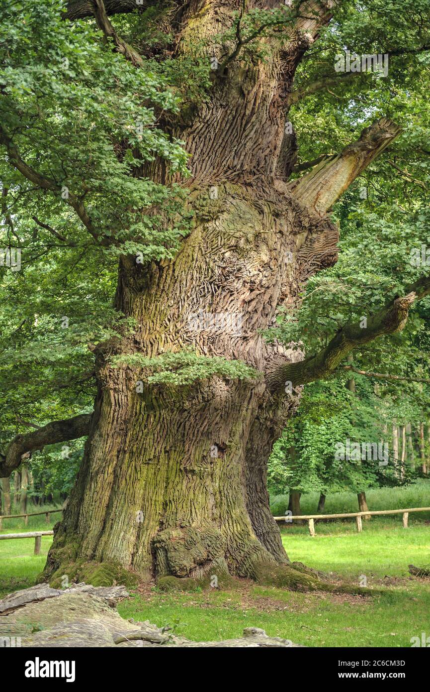 Ivenacker Eichen, Stiel-Eiche, Quercus robur, robles de Ivenacker, roble inglés, Quercus robur Foto de stock