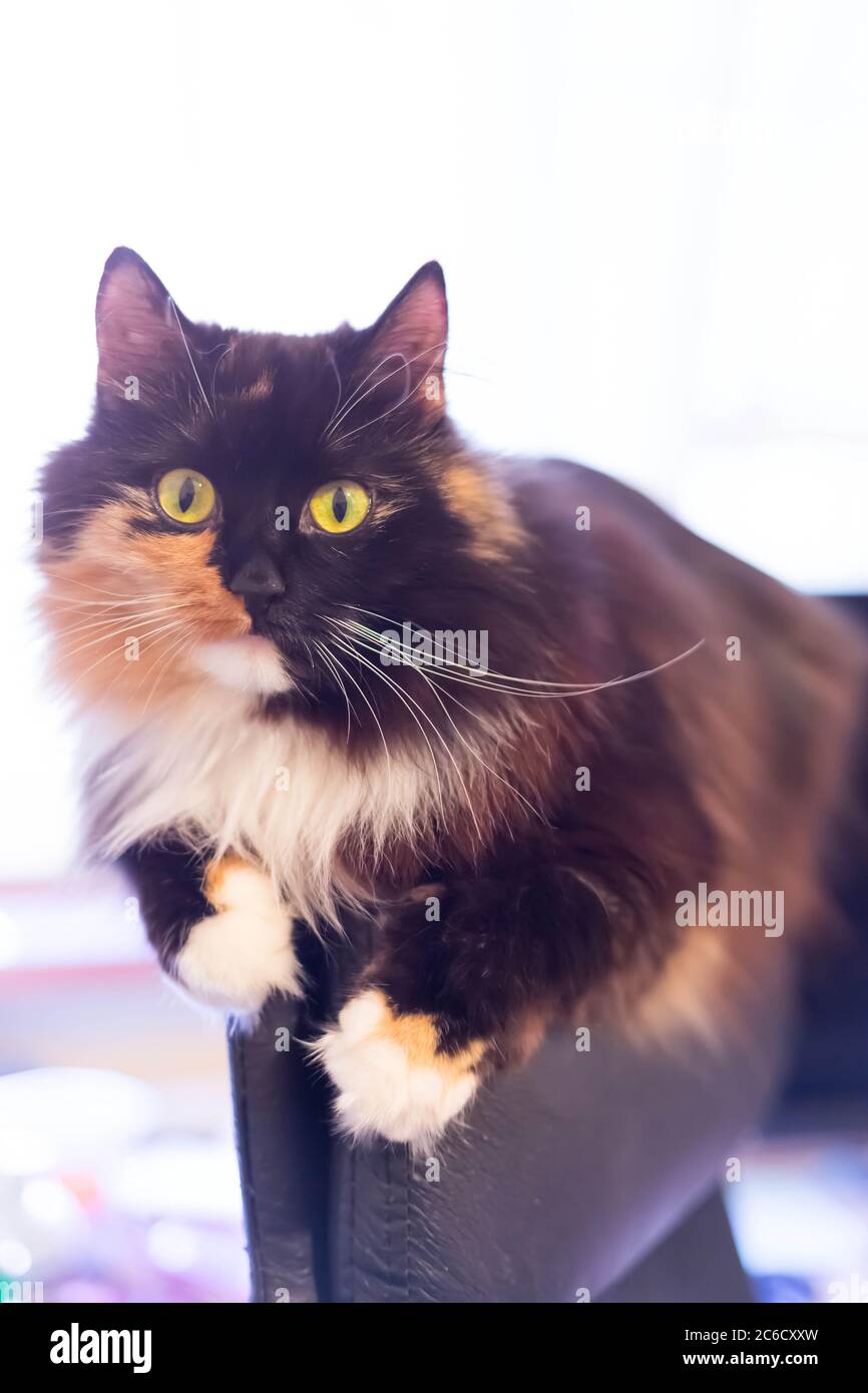 Gato mirando desde detrás de una pared - versión en color Fotografía de  stock - Alamy