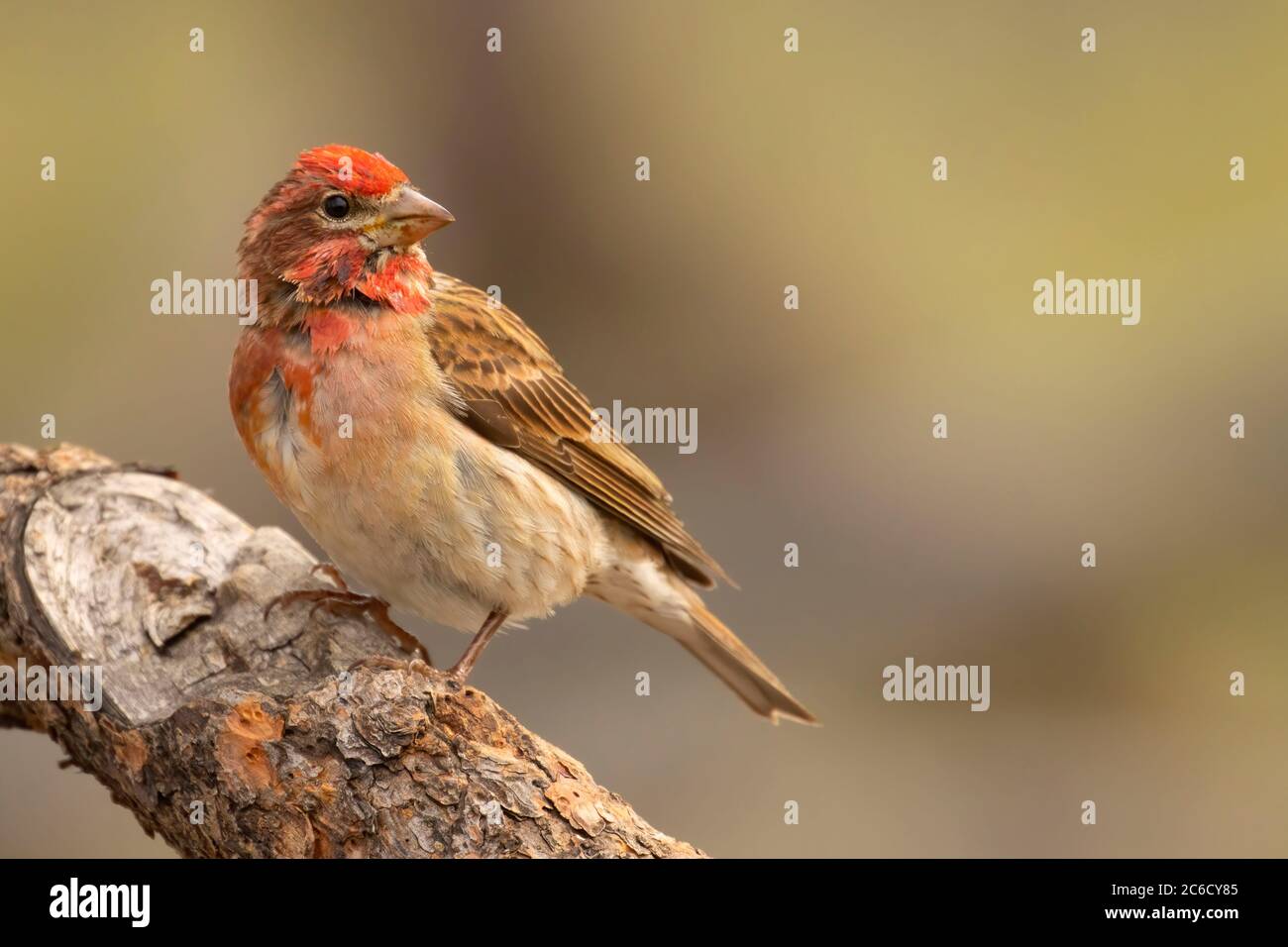 Cassin's Finch (Haemorhous cassinii), Cabin Lake Viewing Blind, Deschutes National Forest, Oregon Foto de stock