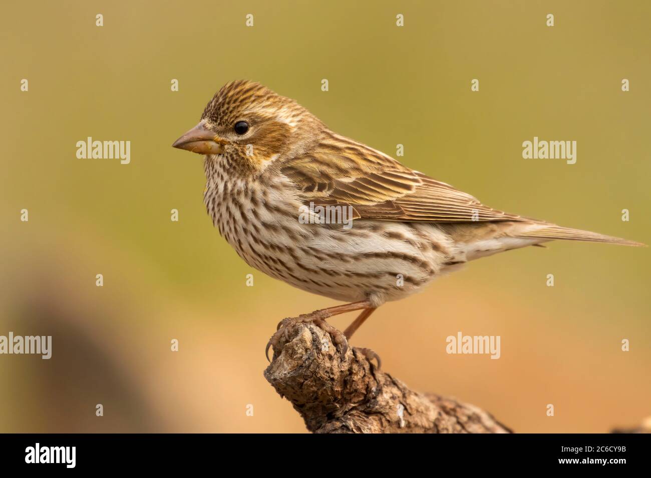 Cassin's Finch (Haemorhous cassinii), Cabin Lake Viewing Blind, Deschutes National Forest, Oregon Foto de stock