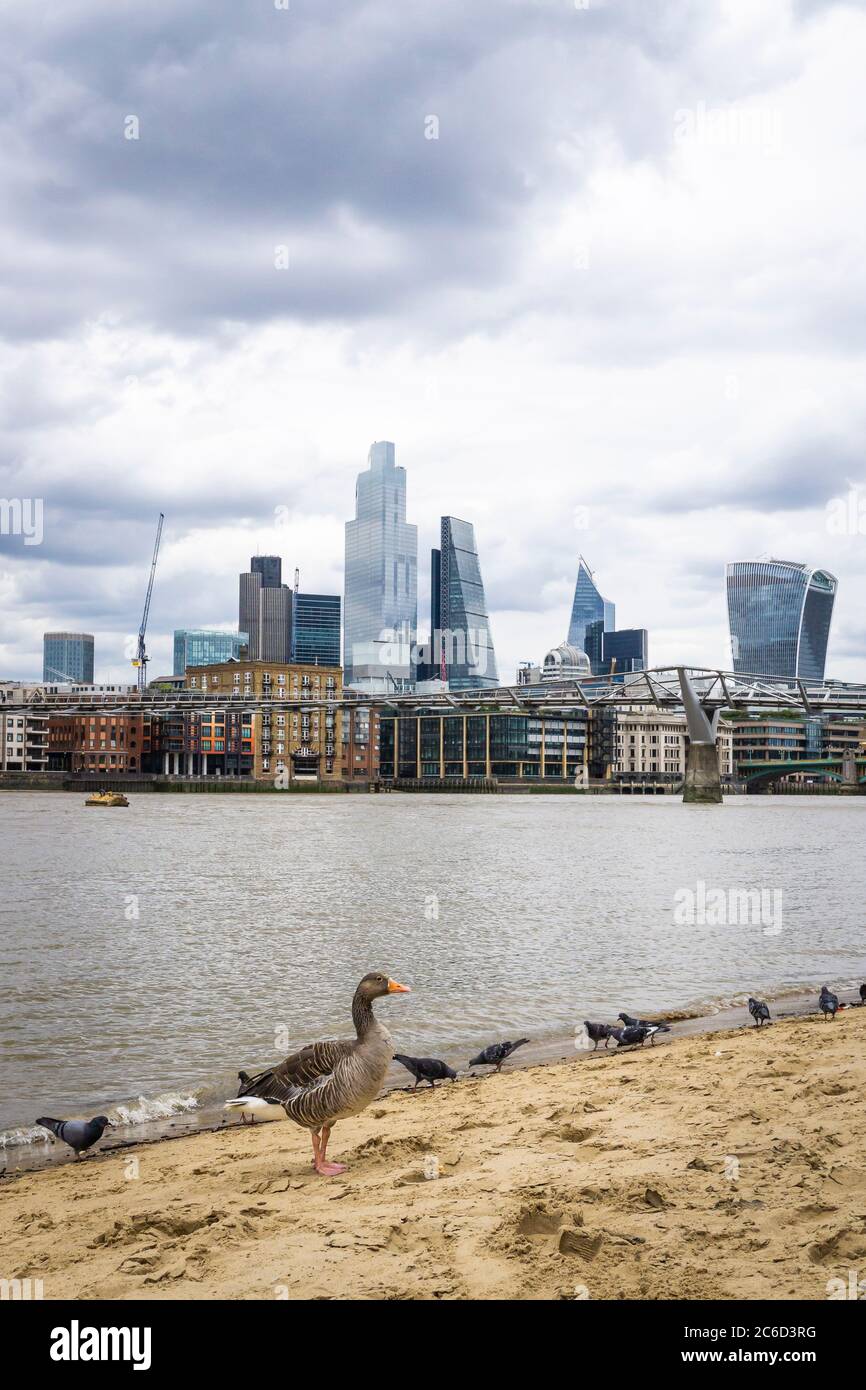 Un ganso grislag y palomas junto al río Támesis en Bankside, Londres Foto de stock