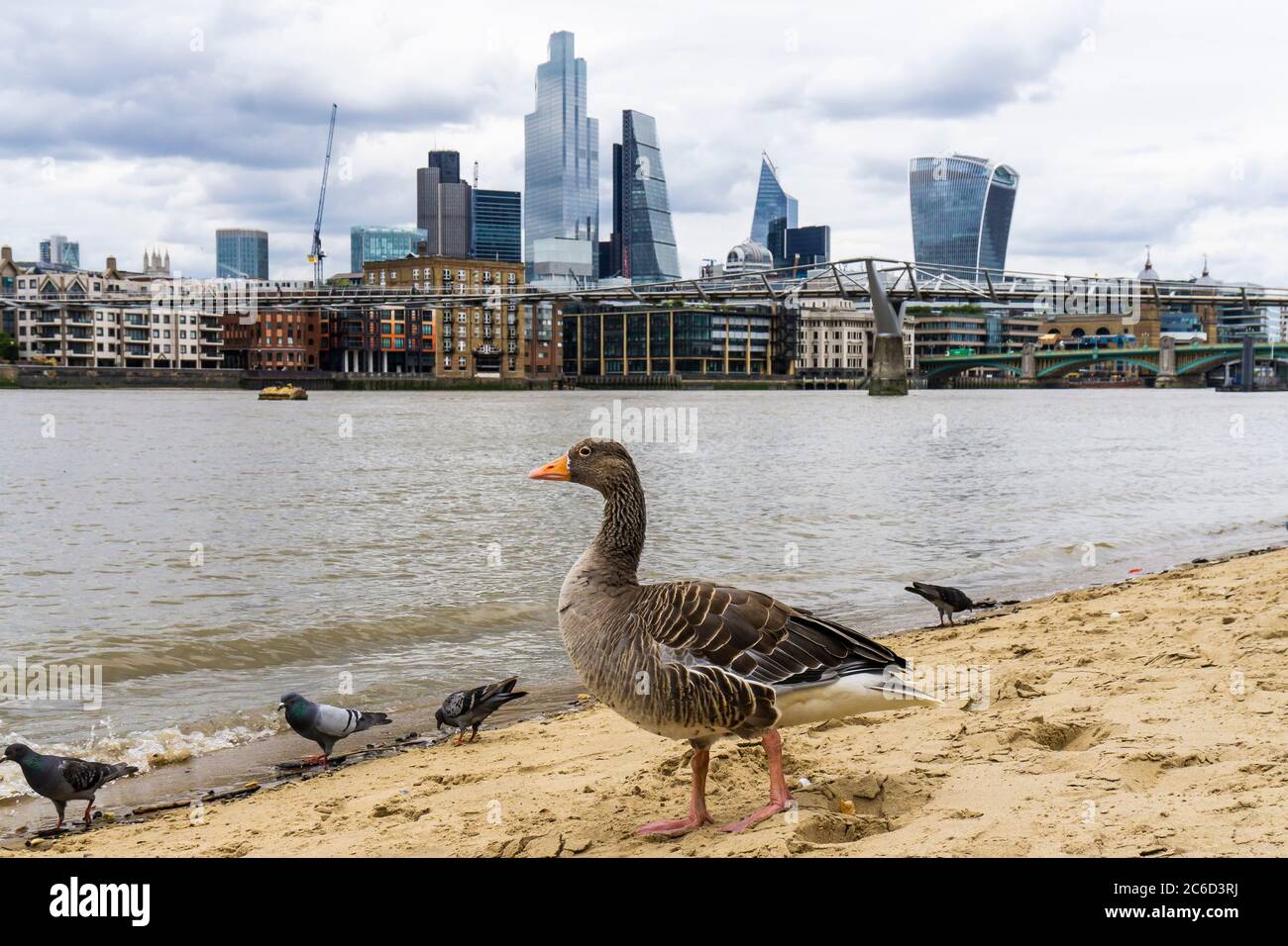 Un ganso grislag y palomas junto al río Támesis en Bankside, Londres Foto de stock