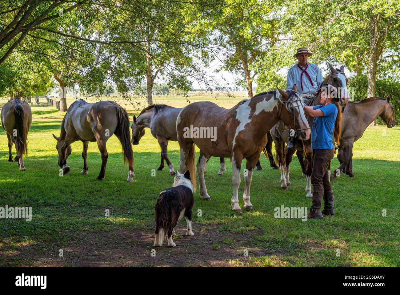 Areco, Argentina, Gauchos, perro de caballo en una finca rural a 70 millas al noroeste de Buenos Aires Foto de stock