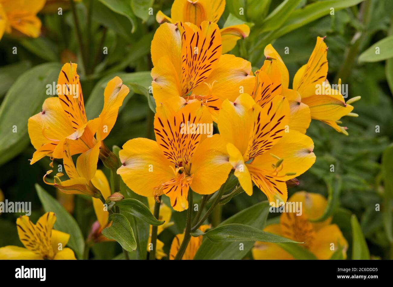 Alstroemeria 'Golden Delight' Foto de stock
