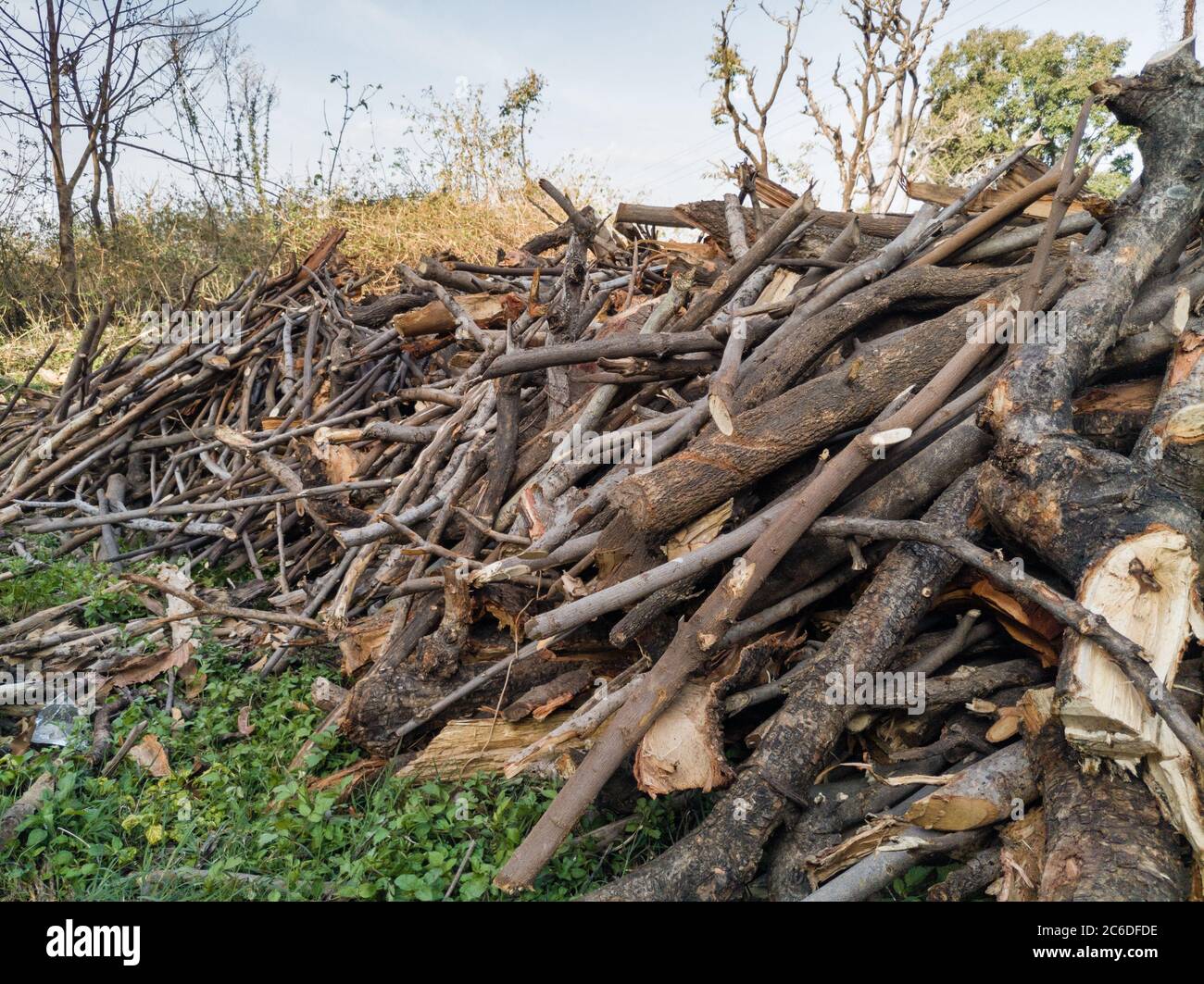 Pilas de leña recolectadas por los pobladores del bosque. Foto de stock