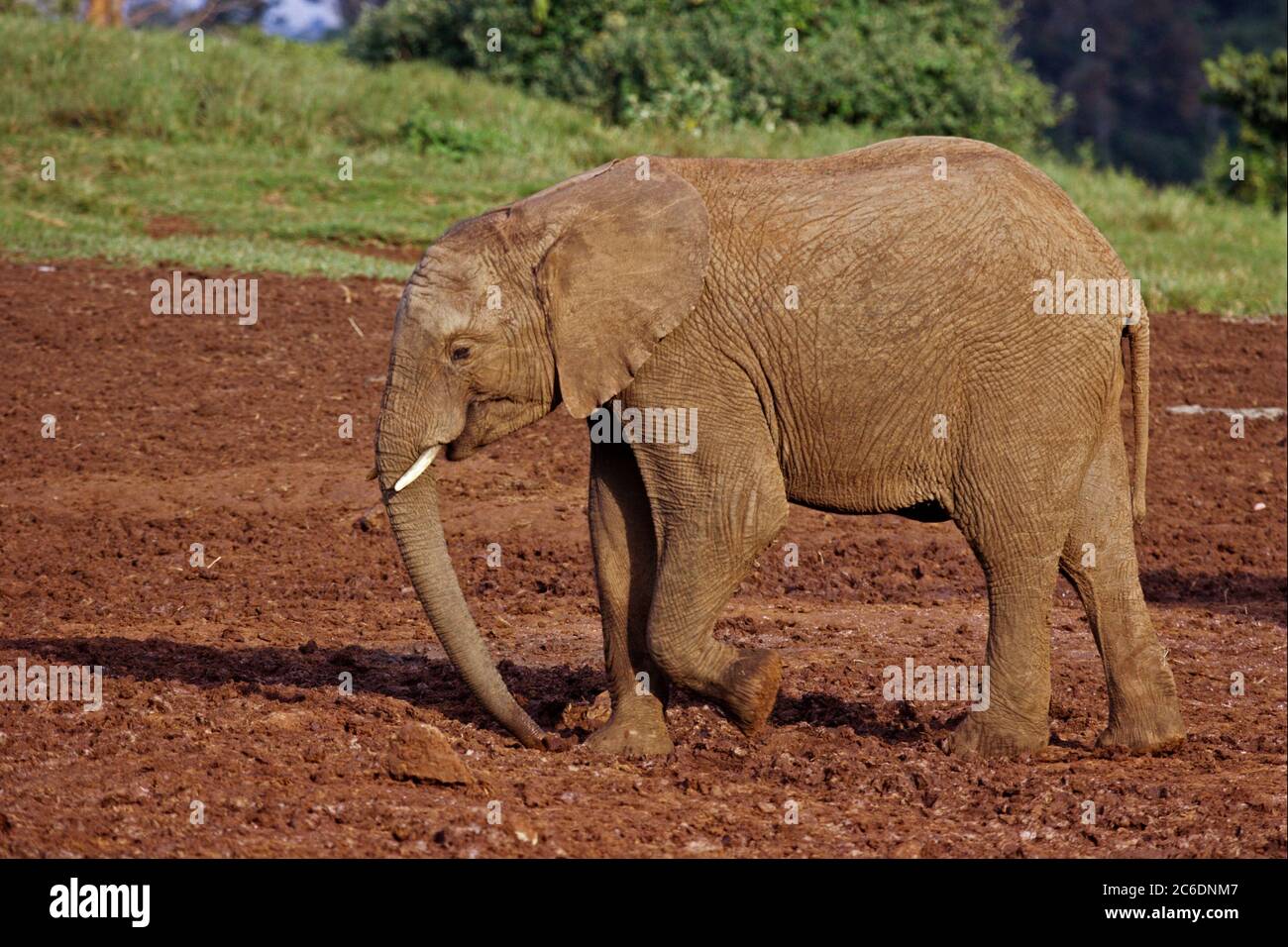 Elefante joven de la arbusto africano (Loxodonta africana) como parte de un rebaño Foto de stock