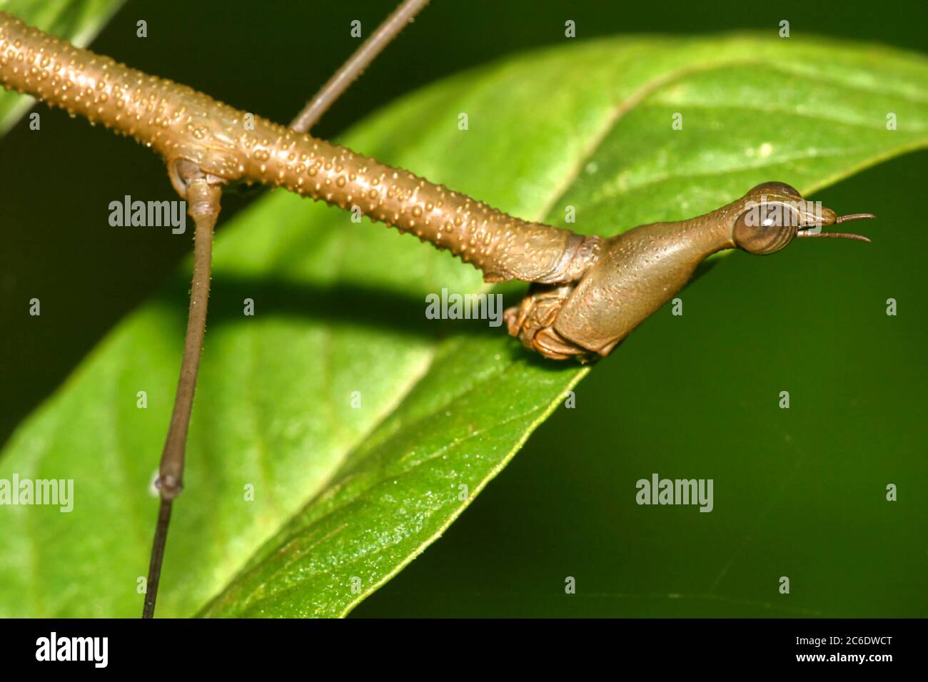 Insecto de Palo Tropical, Selva, Cuenca del Río Napo, Amazonia, Ecuador, América Foto de stock