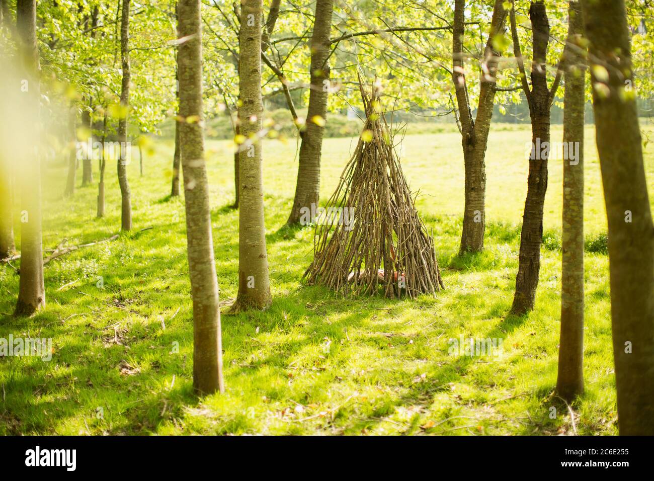Branch teepee en el bosque soleado Foto de stock