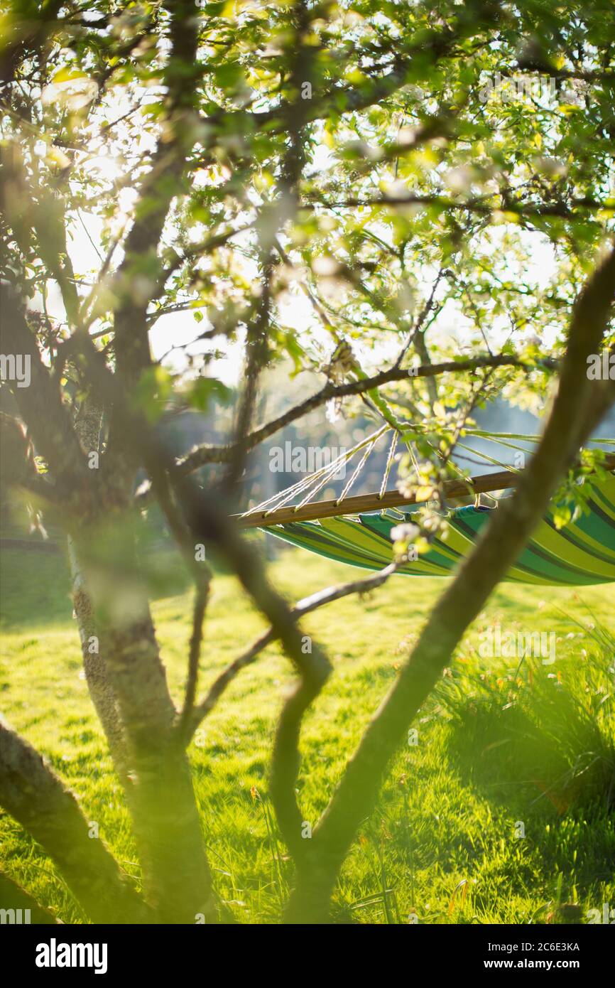 Hamaca y árbol en el soleado jardín idílico Foto de stock
