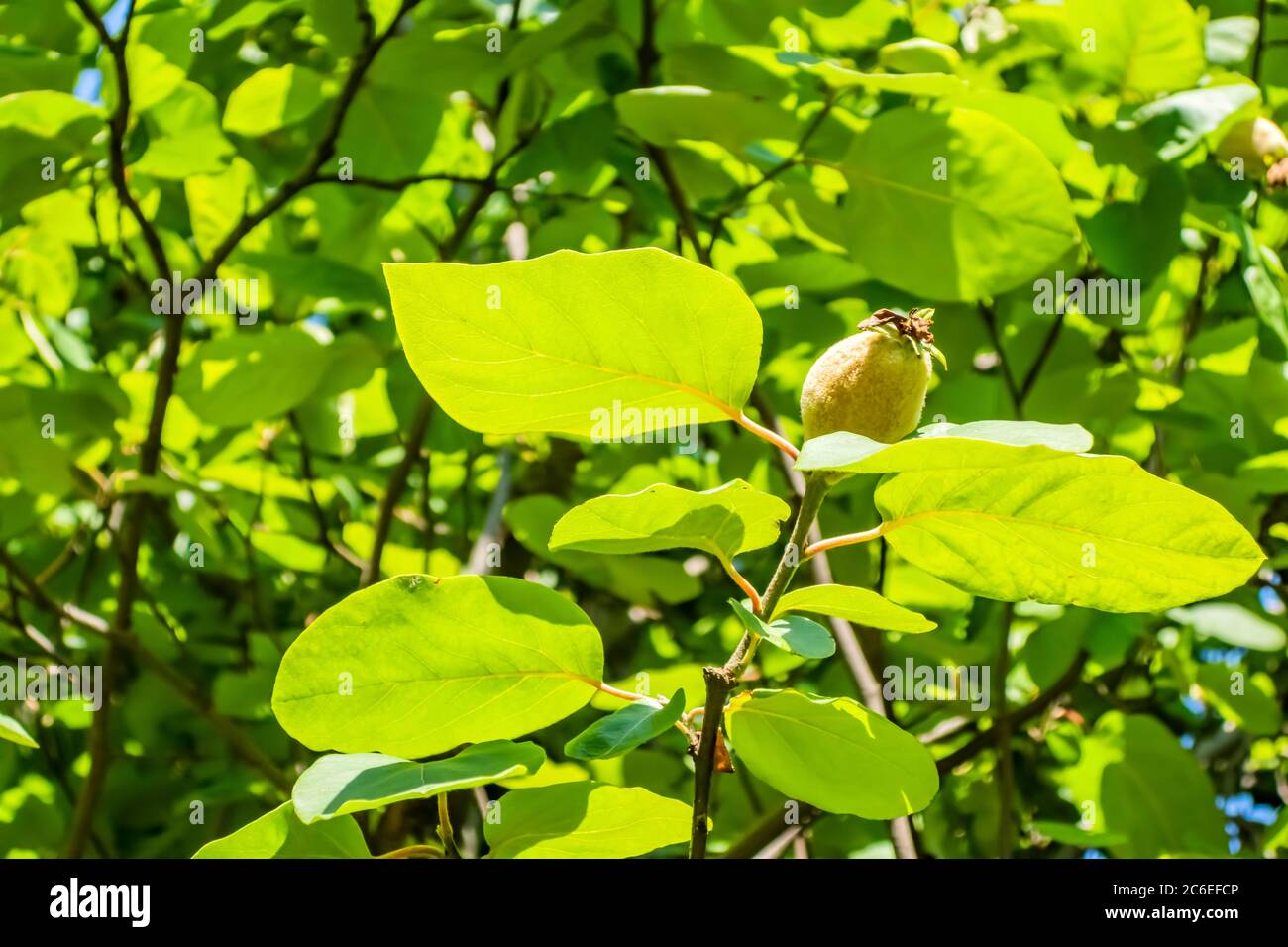 árbol de membrillo y frutas en la naturaleza Fotografía de stock - Alamy