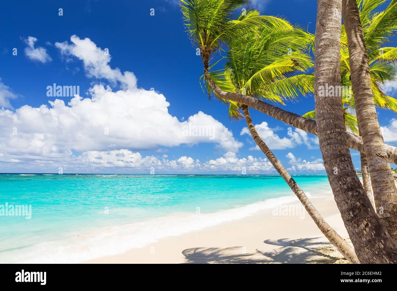 Palmeras de coco en la playa de arena blanca en Punta Cana, República  Dominicana. Vacaciones fondo de pantalla de vacaciones. Vista de la playa  tropical Fotografía de stock - Alamy