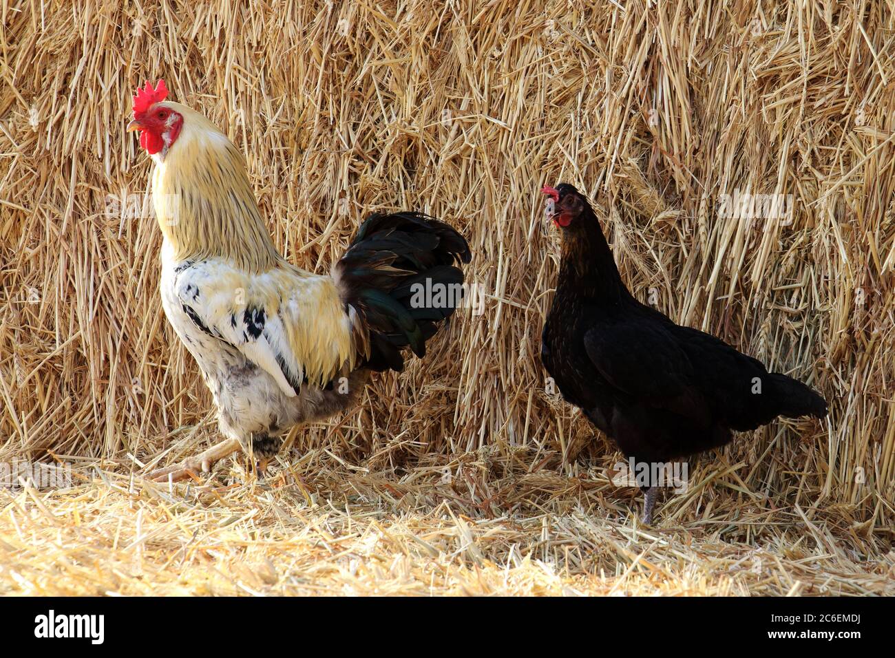 Una pareja hermosa - Rooster y Chicken - pasear por un Hayloft Foto de stock