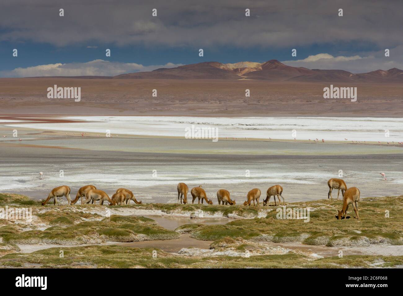 Guanacos (Lama guanicoe) pastando en la orilla de la Laguna Colorada en los Andes en Bolivia Foto de stock