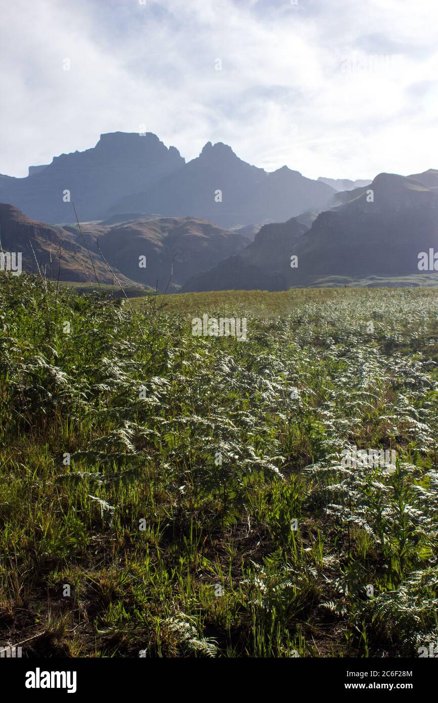 Un prado lleno de pequeños helechos de hierba con pico Cathkin y Sterkhorn en la distancia, en las montañas Drakensberg, Sudáfrica Foto de stock