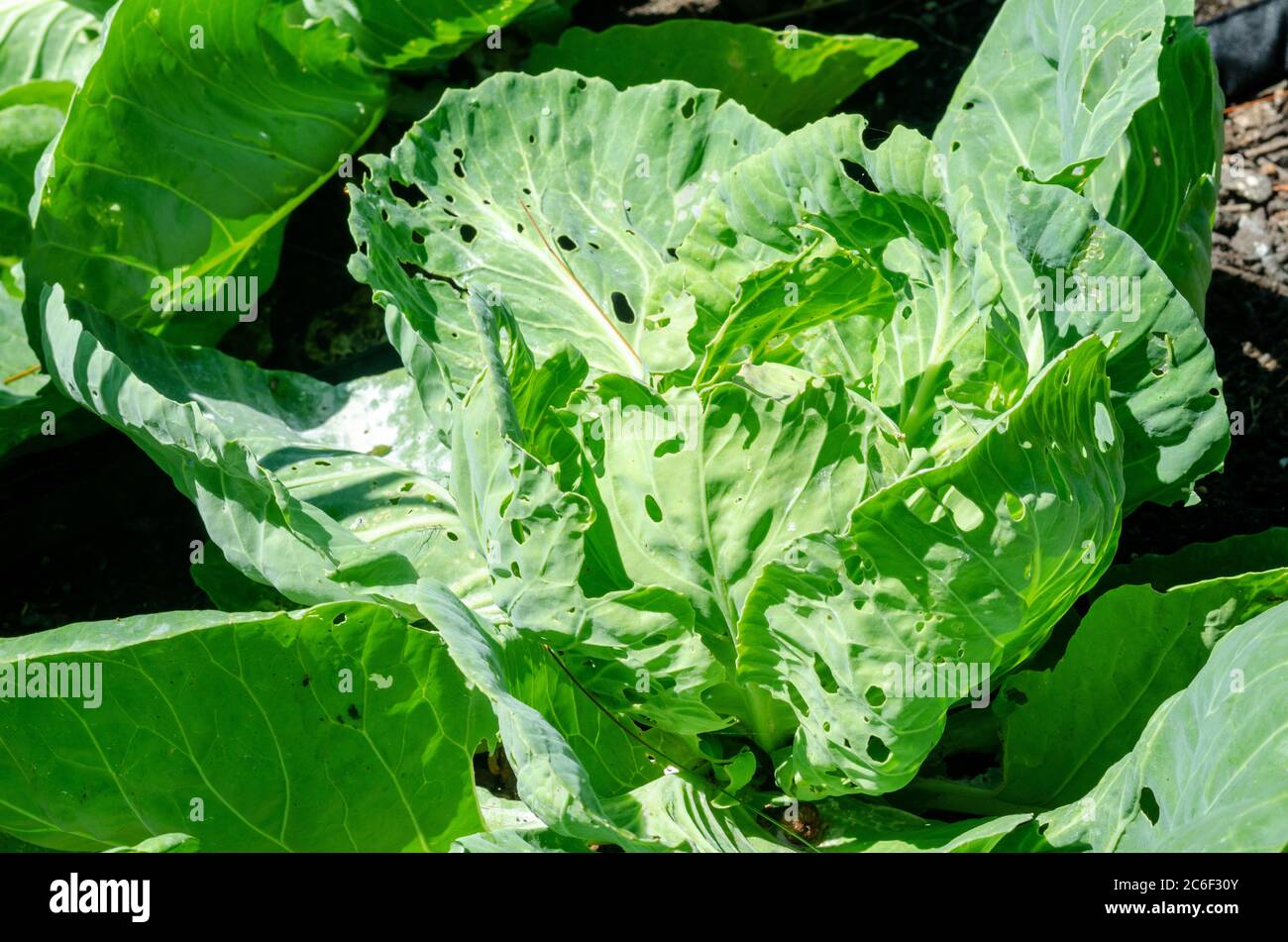 Planta de repollo, Brassica oleracea, creciendo en el jardín usando solamente métodos orgánicos sin pesticidas que muestran daño de gusanos de repollo y otros insectos Foto de stock