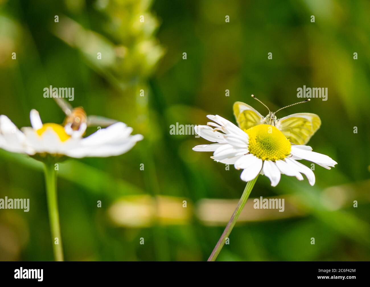 East Lothian, Escocia, Reino Unido, 9 de julio de 2020. Reino Unido tiempo: Sol en la vida silvestre: Una mariposa verde con velo (Pieris napi) chupar néctar de una mayweed o flor de camomila de maíz (Anthemis arvensis) Foto de stock
