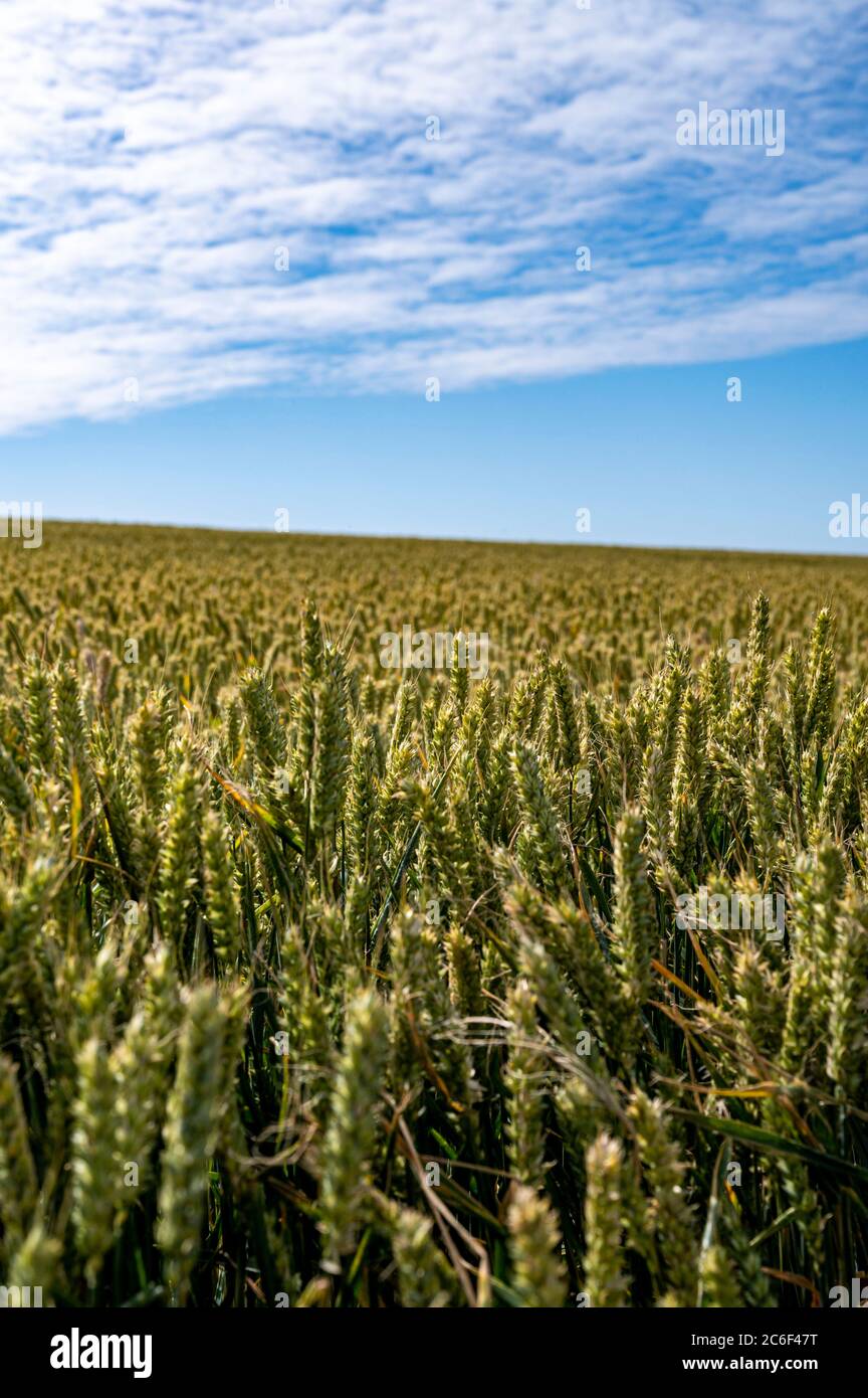 Campos de trigo South Downs Way en Clayton al norte de Brighton en East Sussex Reino Unido Foto de stock