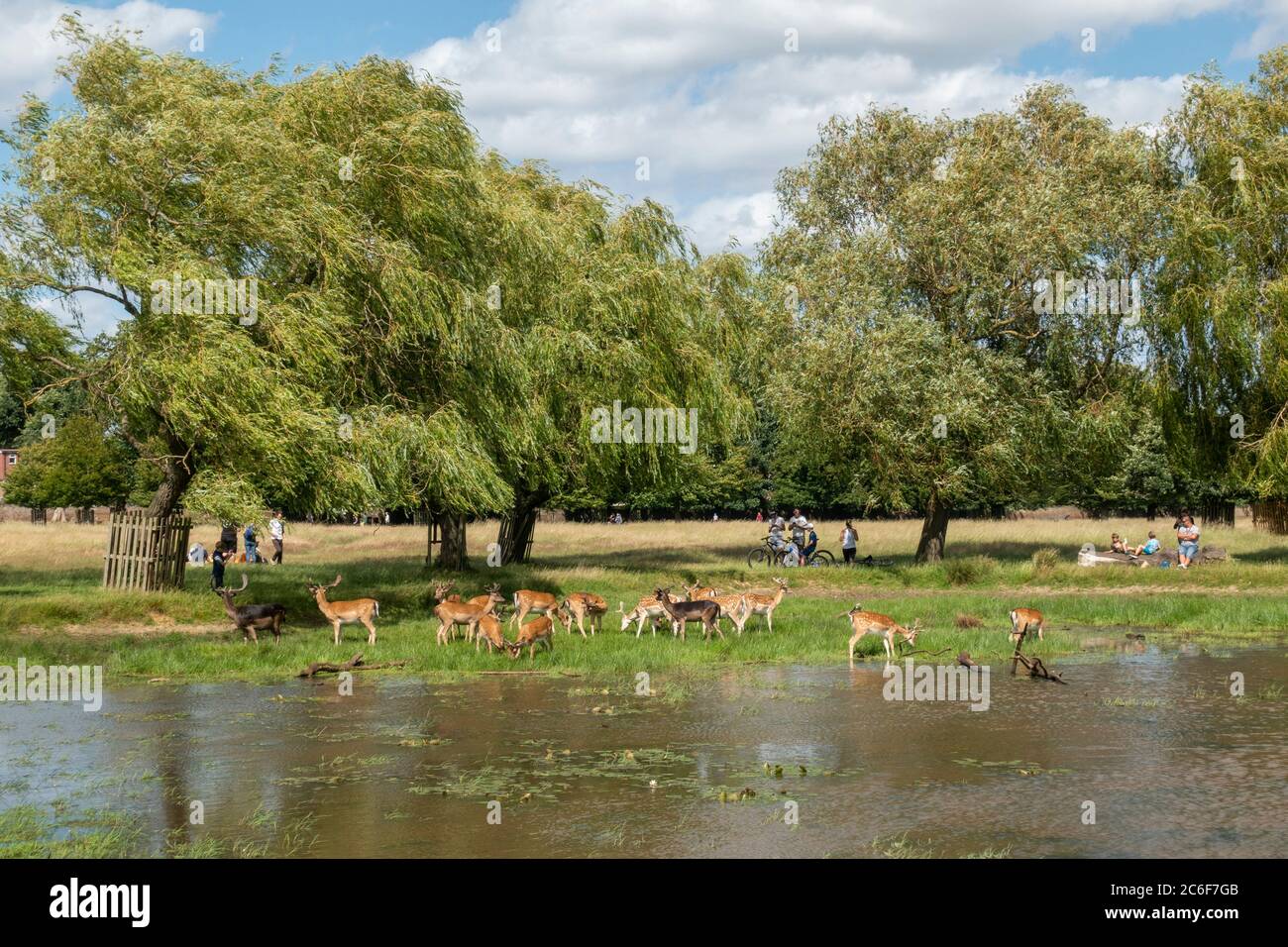 Una pequeña manada de ciervos hembras pastando en un estanque en un caluroso día de verano en Bushy Park, Hampton, Middlesex, Reino Unido. Foto de stock