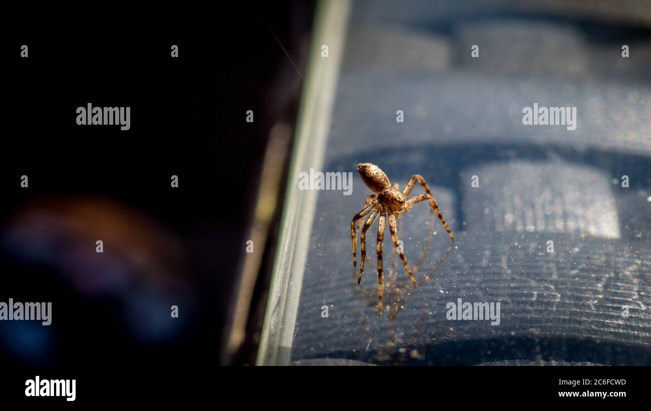 pequeña araña marrón con ocho piernas frágiles está filando un hilo delgado en el aire, fotografía macro Foto de stock