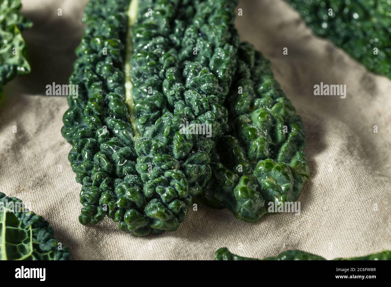 Verde crudo Verde Orgánico Dinosaurio toscano Kale en un Bunch Foto de stock