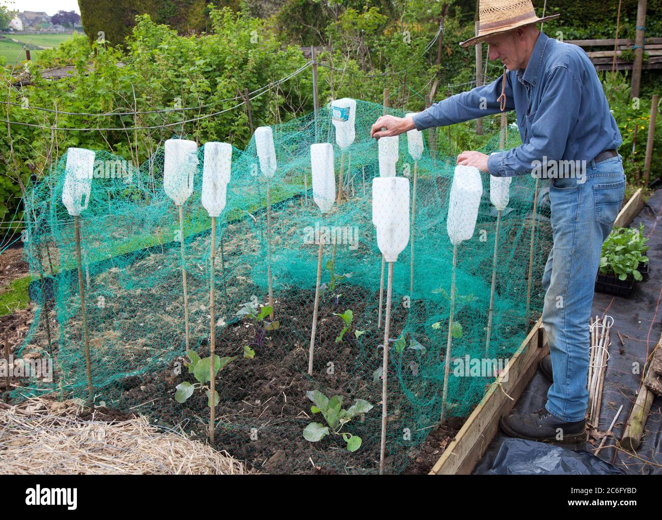Jardinero masculino senior arreglando una red protectora sobre sus plántulas de repollo Foto de stock