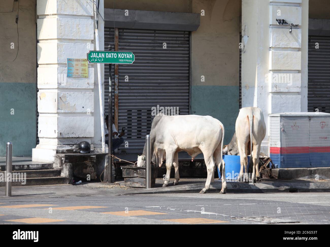 Zona sur de la India de George Town con el ganado atado en la carretera Dato Koyah Foto de stock
